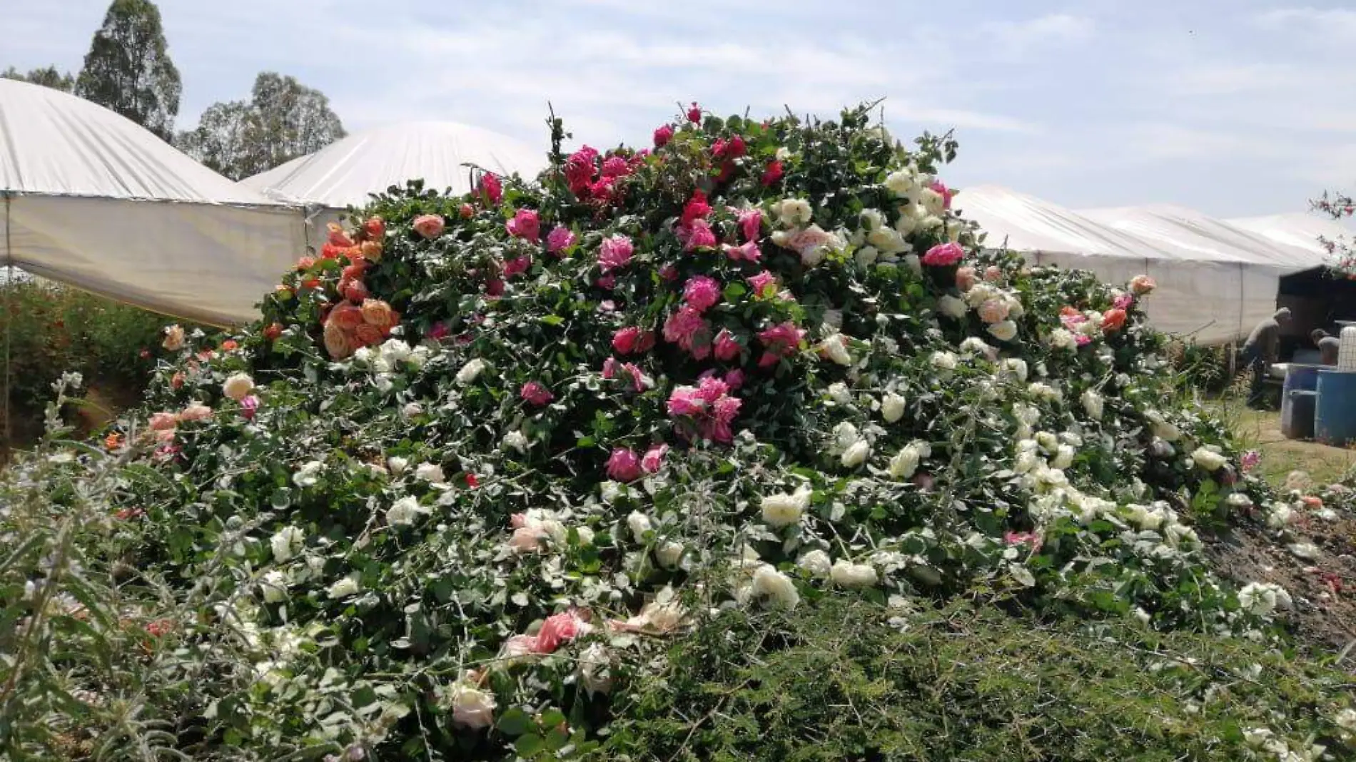 Floricultores desechan 80 por ciento de la producci_n de rosas de cada hect_rea.